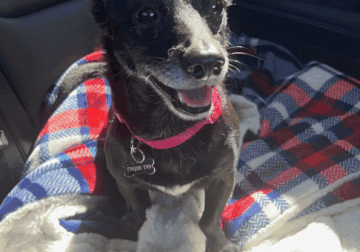 Ella – 9 year old chihuahua mix for sale