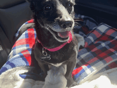 Ella – 9 year old chihuahua mix for sale