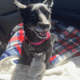 Ella – 9 year old chihuahua mix for sale