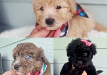 Toy Aussiedoodle