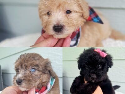 Toy Aussiedoodle