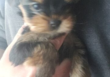 Yorkie Puppies available August 4th