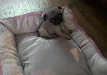 Rehoming our baby pug!