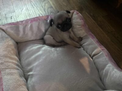 Rehoming our baby pug!