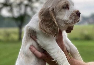 American Cocker Spaniel puppies