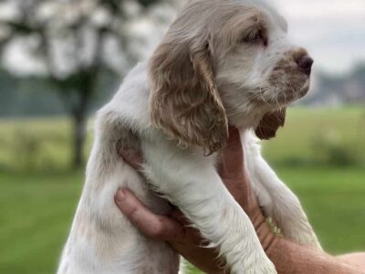 American Cocker Spaniel puppies