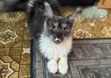 Ukrainian Mainecoon