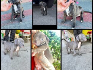 Micro pit/staffy puppies