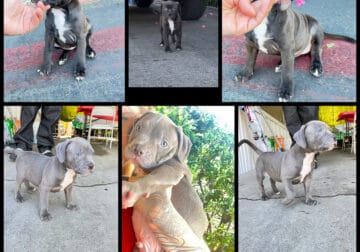 Micro pit/staffy puppies