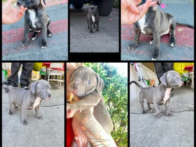 Micro pit/staffy puppies