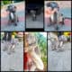 Micro pit/staffy puppies