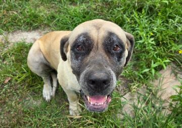 Maggie english mastiff