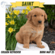 AKC GOLDEN RETRIEVER PUPS