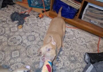 Pitbull puppy