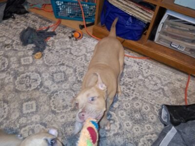 Pitbull puppy