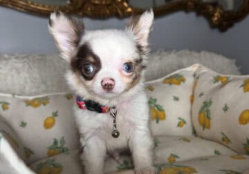 Chihuahua Boy Puppy (Moo)