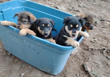 Rottweiler mix puppies