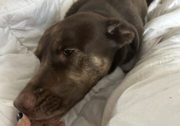 Dog for Adoption