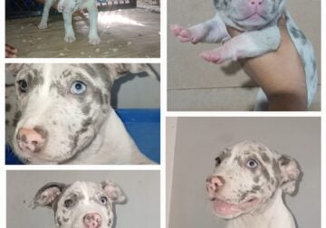 Blue merle bully pup