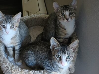 Free kittens