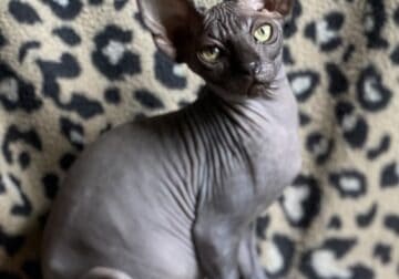 Beautiful solid black female Sphynx kitten