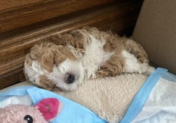 4 beautiful puppies for sale