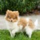 AKC Pomeranian male puppy in Indiana (Teddy)