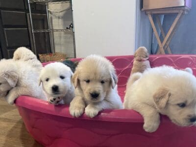 English Cream Puppy