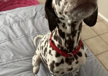 Liverspot Dalmation pups