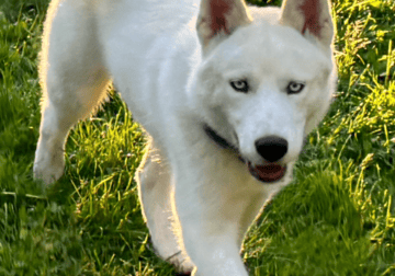 German Husky Puppies