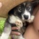 Wooly and plush Siberian Husky Puppies