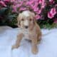MINI AUSSIEDOODLE MALES