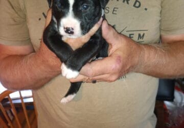 Boston terrier mix mini schnauzer puppies