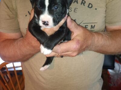 Boston terrier mix mini schnauzer puppies