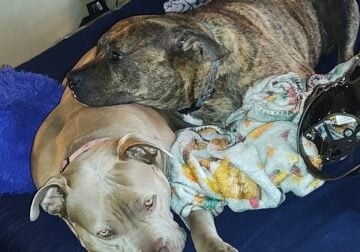 2 bonded pitbull terriers