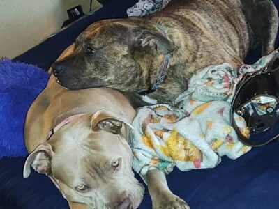 2 bonded pitbull terriers