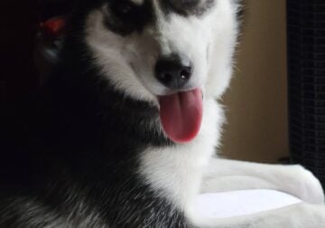 Rehoming 4 year old husky
