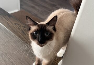 Young Cat