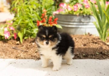 AKC Pomeranian male puppy in Indiana (Bear)