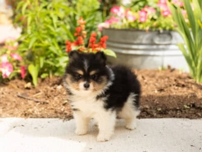 AKC Pomeranian male puppy in Indiana (Bear)