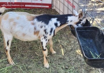NIGERIAN DWARF DOELINGS