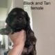 Mini Goldendoodles