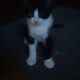 Inky ♡ looking for his forever home