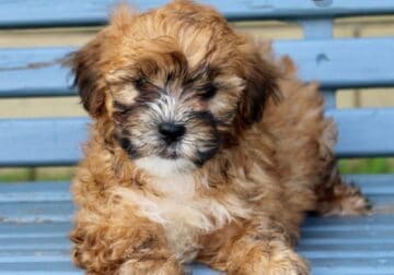 Jasper Male Shihpoo