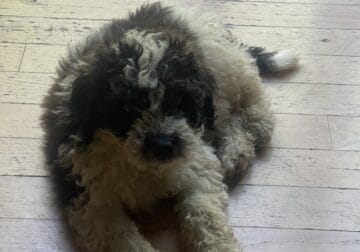 Golden doodle puppies