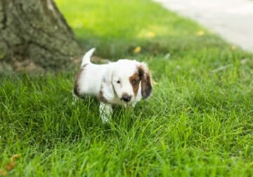 AKC Mini dachshund male puppy in Indiana (Banx)