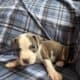 Blue Nose Pitts