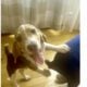 Beagle Puppy Male