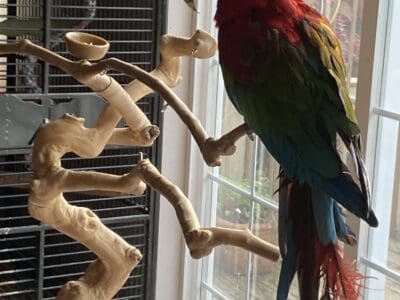 Male Green Winged Macaw