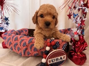 Maltipoo